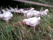 Pastured Poultry