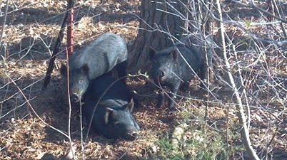 3-pigs