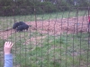 Pigs on new spot in front of Garden